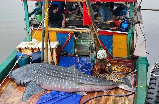 cá trong tình trạng đã chết, dài khoảng 4m, nặng khoảng 500kg