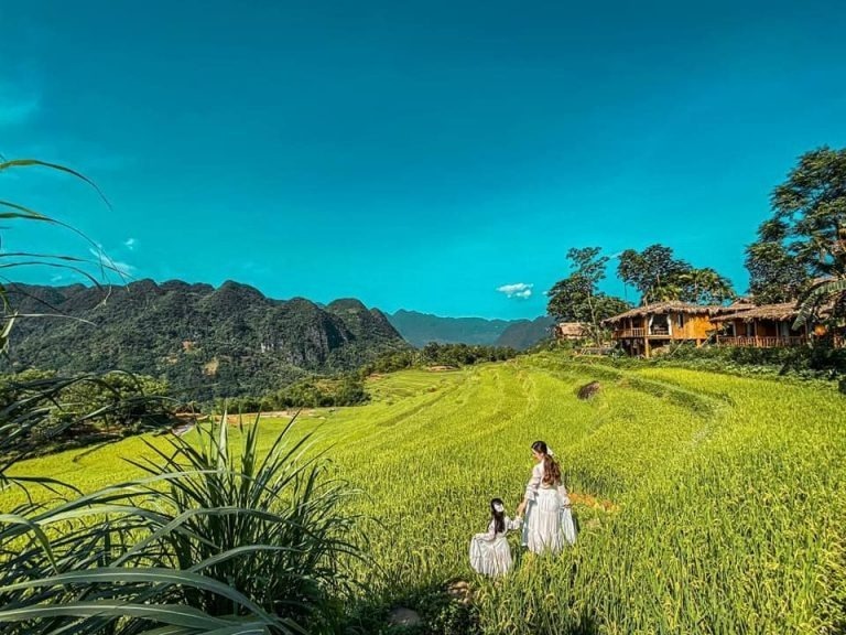 Mùa lúa tháng Năm tô điểm cho những điểm đến du lịch nổi tiếng như Mai Châu (Hòa Bình), Tam Cốc (Ninh Bình) và Pù Luông (Thanh Hóa). Ảnh minh họa.