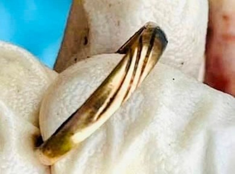Chiếc nhẫn trên tay nạn nhân. Ảnh: Công Lý