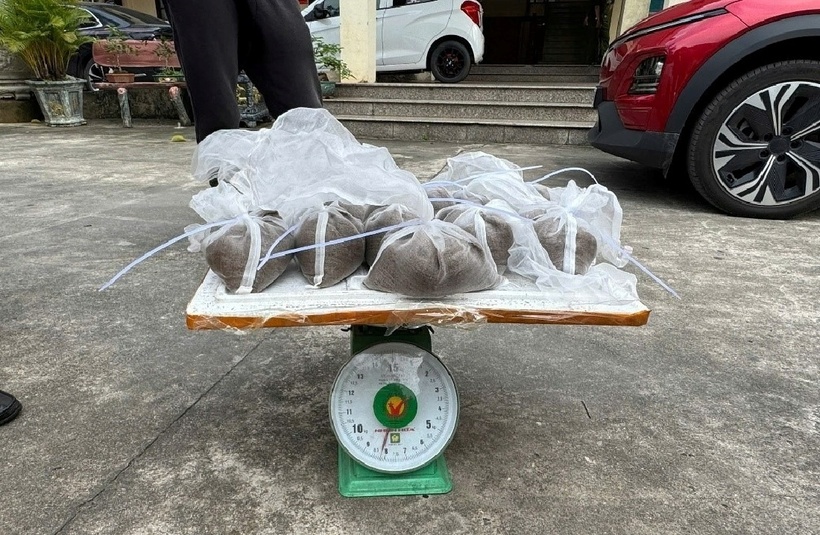 Số lượng lớn ngao giống không rõ nguồn gốc.