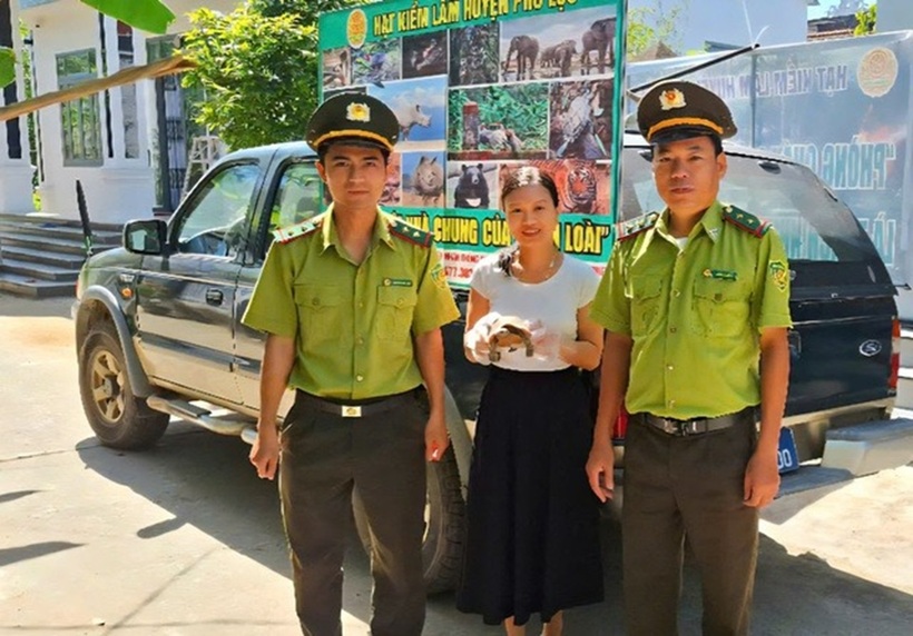 Chị Dung giao nộp cá thể rùa núi vàng quý hiếm cho kiểm lâm. Ảnh: Sức khỏe và Đời sống