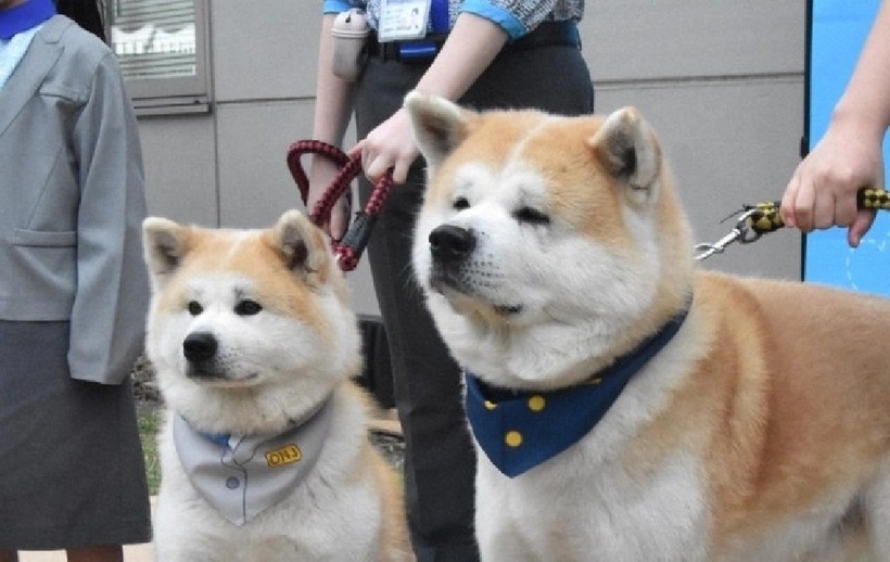 Hai chú chó Akita 3 tuổi, là Rensui và Tsukika. Ảnh: Mainichi.