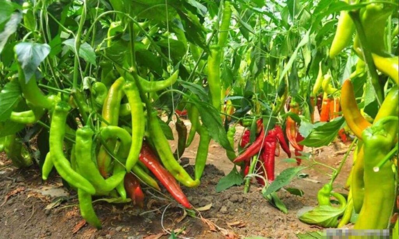 Loại phân bón nào tốt cho cây ớt? - 1
