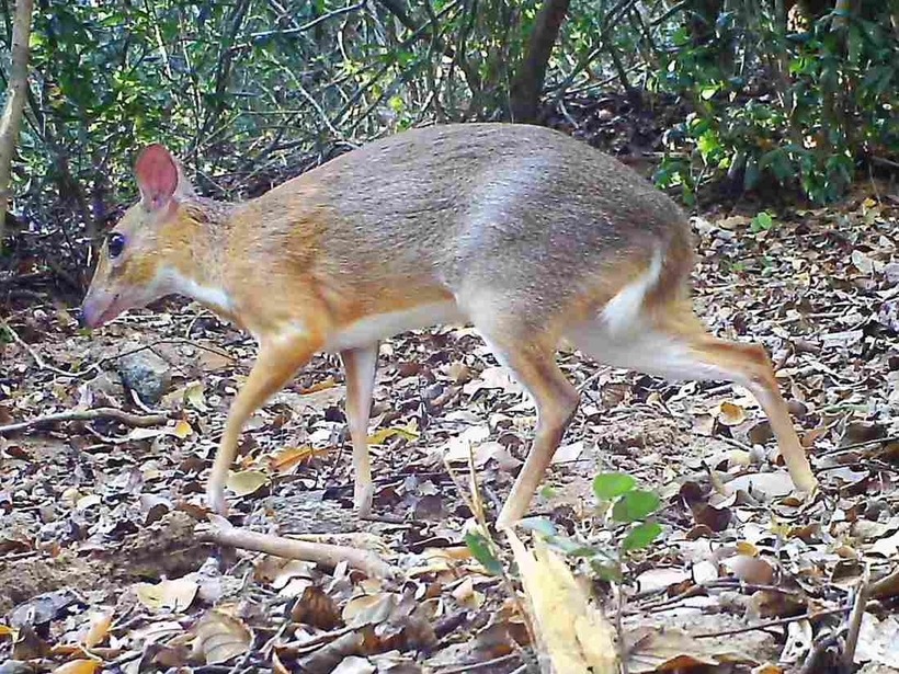 Loài hươu chuột Chevrotain, thuộc họ cheo cheo, đã được chụp lại ở một cánh rừng miền Nam Việt Nam. Ảnh: npr.org