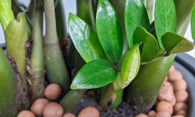 Tưới nước đều đặn 2-3 lần mỗi tuần dưới dạng phun sương, tránh tưới nước trực tiếp cho cây kim tiền