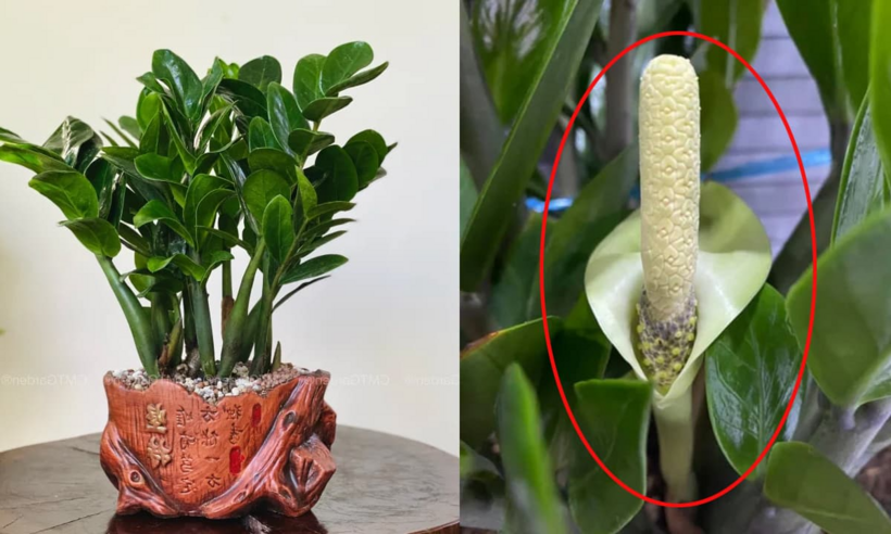 Cây kim tiền ra hoa có ý nghĩa gì?