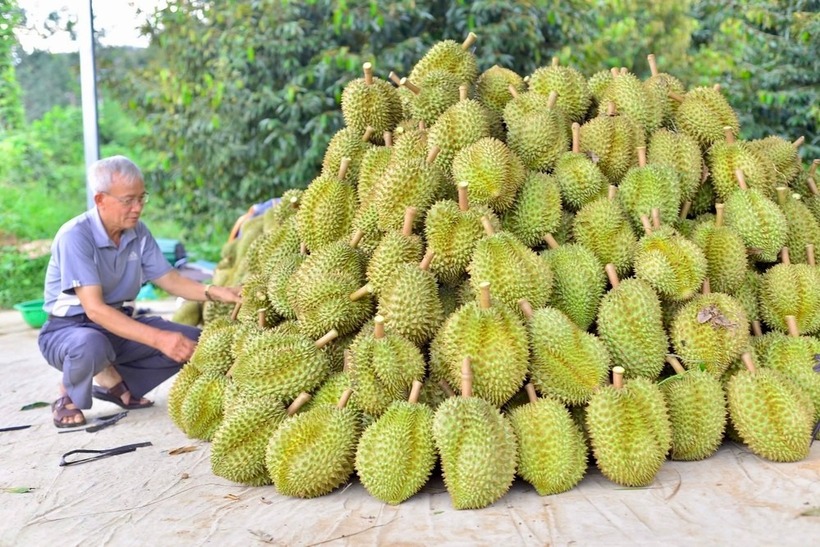 Toàn tỉnh Lâm Đồng hiện có hơn 25.600ha sầu riêng. Ảnh: Tiền Phong.