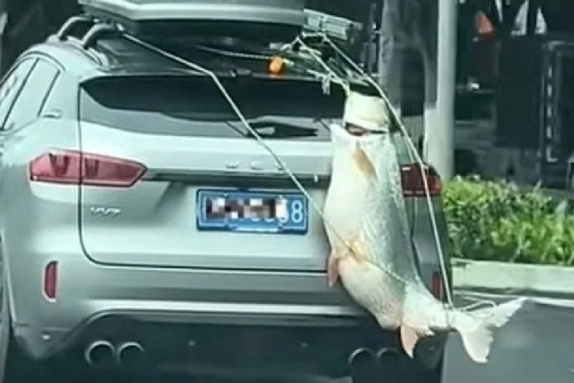 Người lái xe đã buộc đầu và đuôi con cá vào phía sau xe rồi lái vòng quanh thành phố. Ảnh: Znews.