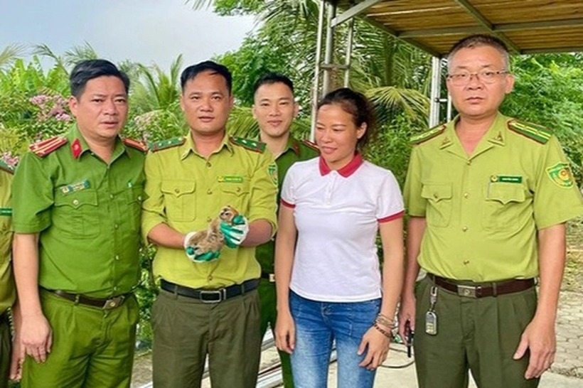 Chị Hoa giao nộp cá thể cu li nhỏ quý hiếm cho cơ quan chức năng.