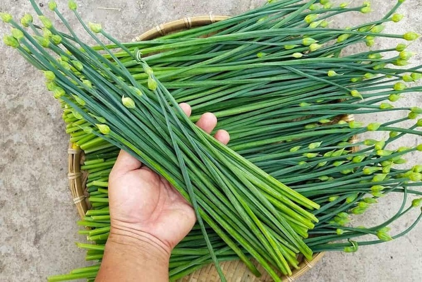 Loại rau mọc đầy ở vườn nhà, giúp giảm mỡ trong gan hiệu quả - 1