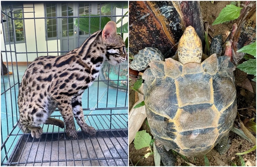 2 con động vật rừng quý hiếm vừa được người dân giao nộp. Ảnh: Sài Gòn Giải Phóng