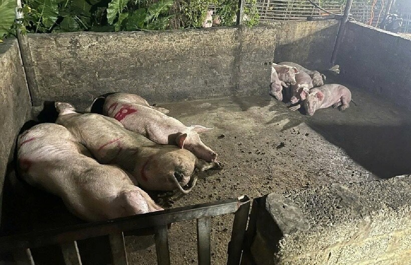 Khu vực nuôi nhốt lợn.