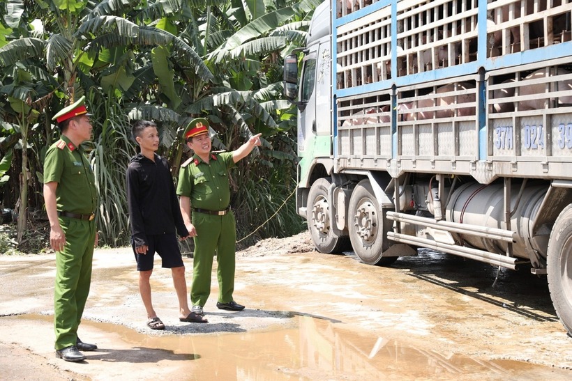 Xe tải chất đầy lợn nhiễm dịch. (Ảnh: Công an Hà Tĩnh)