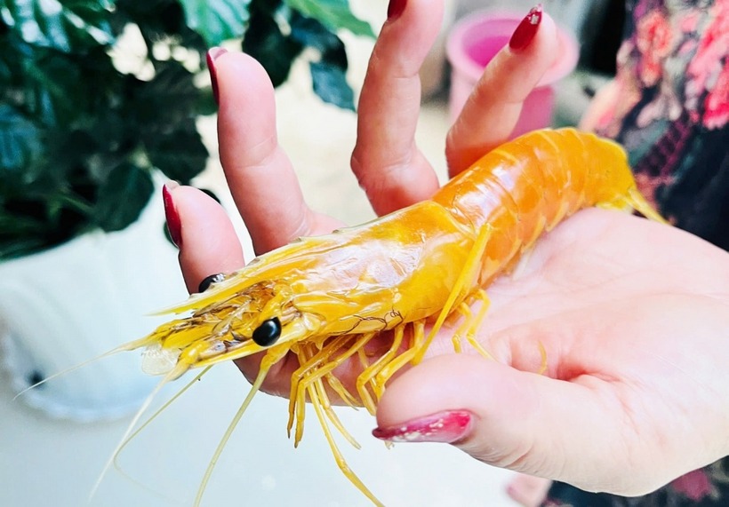 Con tôm sú màu vàng đẹp mắt gia đình chị Trúc bắt được