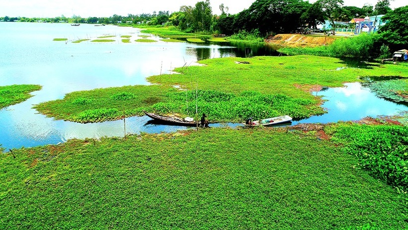 Khung cảnh xanh mát, yên bình ở búng Bình Thiên. Ảnh: Báo An Giang