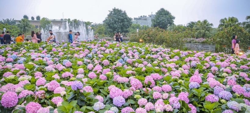 Nằm trên đường đến đồi chè Cầu Đất, vườn hoa Cẩm Tú Cầu nở rộ quanh năm với sắc xanh, hồng, tím tuyệt đẹp, là điểm chụp ảnh lý tưởng. Ảnh minh hoạ.