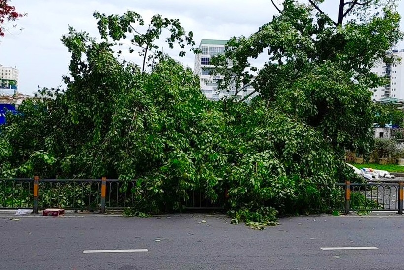 Cây xanh đổ xuống chắn hết một phần đường Lê Hồng Phong. (Ảnh: Dân trí)