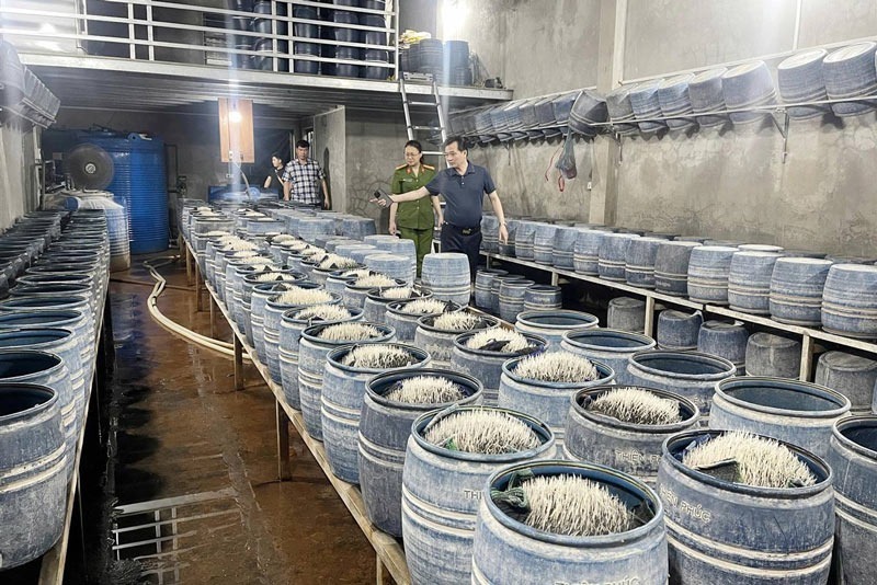 Hàng trăm tấn giá đỗ sản xuất bằng hóa chất độc hại được tuồn ra thị trường. Ảnh: Lao động