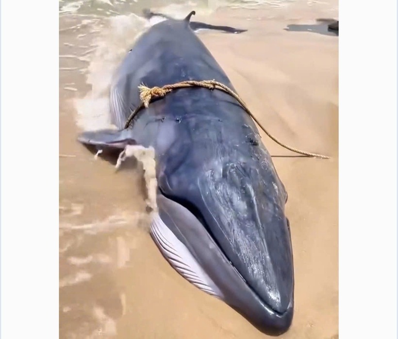 Hình ảnh cá Ông lụy, trôi dạt vào bờ. (Ảnh: VOV)