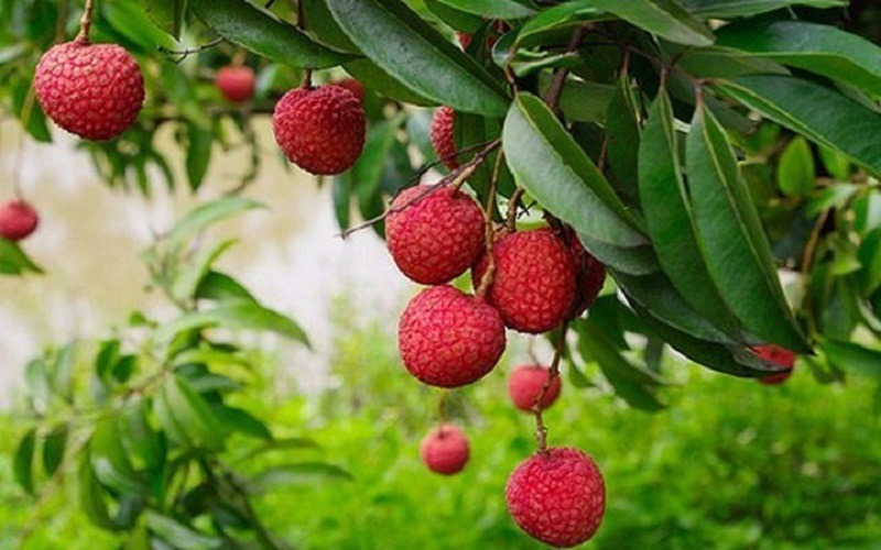 Khi ăn tránh chọn những quả có dấu hiệu dập nát, thối hoặc có mùi lạ.