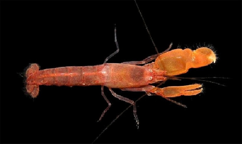 Tôm gõ mõ Alpheus bellulus còn khiến giới khoa học chú ý vì sở hữu “cặp súng” có một không hai. Ảnh: Tri thức và Cuộc sống.