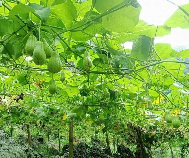 Ở các miền quê Việt Nam, hình ảnh giàn su su đã quá quen thuộc.