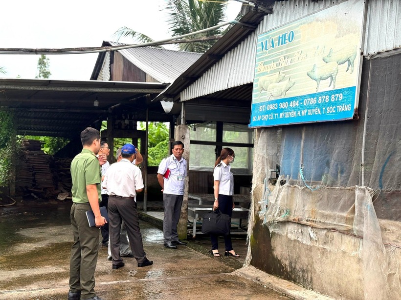 Đoàn kiểm tra liên ngành của tỉnh Sóc Trăng đã đến kiểm tra lò giết mổ heo thị trấn Mỹ Xuyên. Ảnh: VTC News.