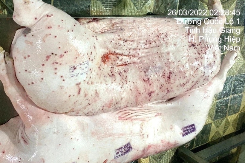 Hình ảnh lan truyền trên mạng xã hội được cho là lợn có dấu hiệu bệnh được chụp tại lò mổ ở Hậu Giang. Ảnh từ Facebook: J.L