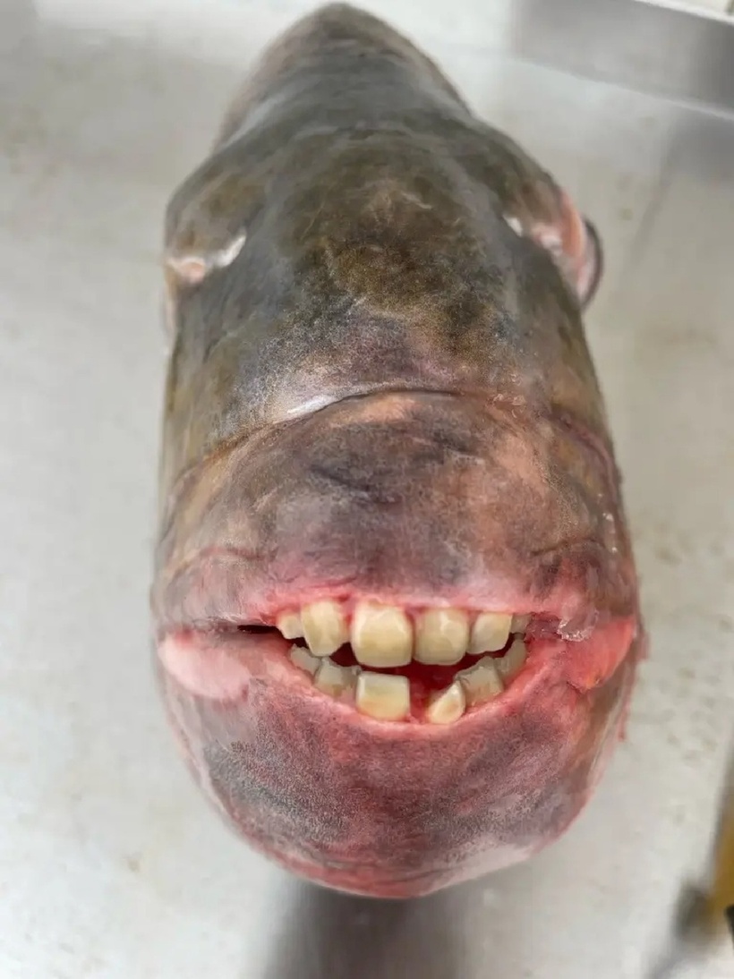Con cá nặng 7,5kg có hàm răng giống hệt người. Ảnh: New York Post.