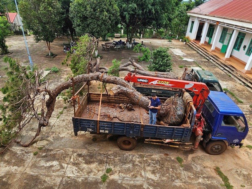 Phương tiện cùng tang vật đang bị công an tạm giữ để xác minh nguồn gốc cây. Ảnh: Báo Xây dựng.
