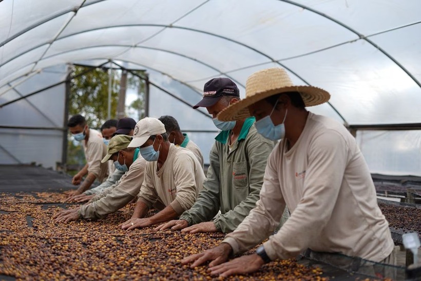 Quả cà phê sau đó phải được rửa sạch bằng tay, tách vỏ. Ảnh: Sea Island Coffee.