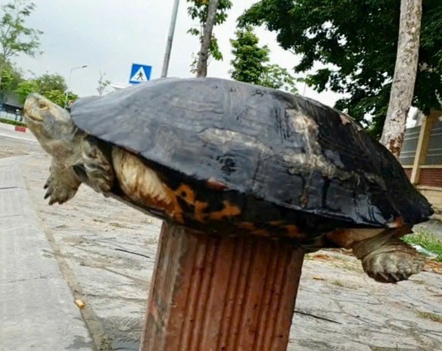 Cá thể rùa bị bày bán ở vỉa hè TP.Hải Dương được nhiều chuyên gia nhận định là loài rùa răng, nằm trong sách Đỏ Việt Nam. (Ảnh: Thanh niên)