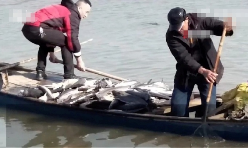 Các nhân viên chính quyền địa phương và khiến họ phải mất 10 ngày dọn sạch đống cá chết. Ảnh: Weibo.