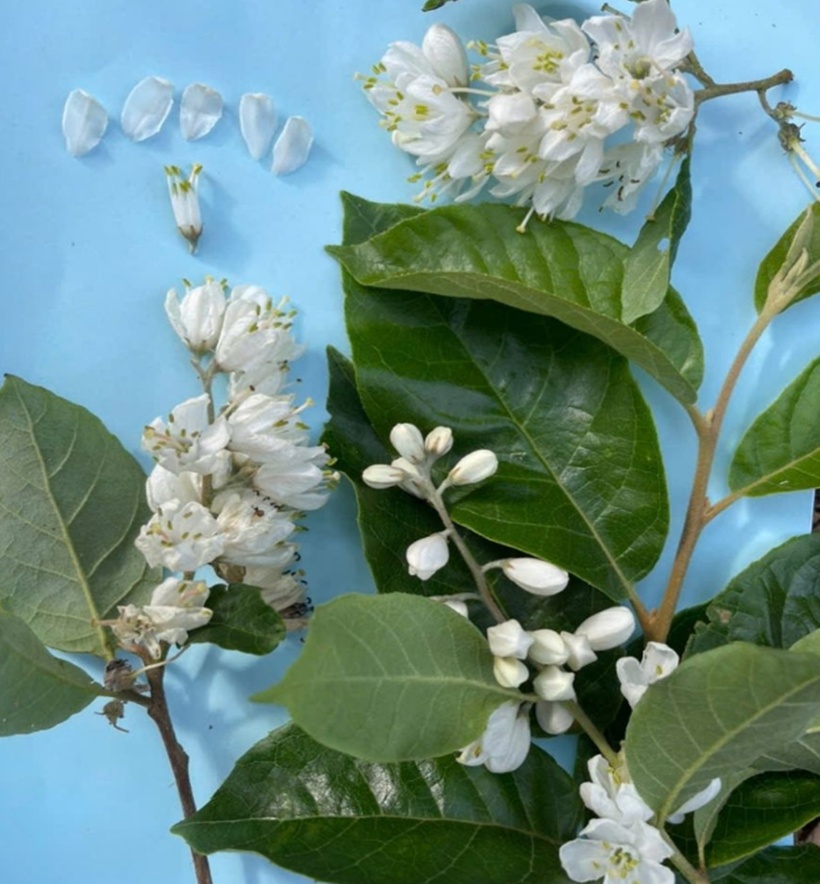 Cây lá dương đỏ được phát hiện tại xã Nậm Lạnh, huyện Sốp Cộp. (Ảnh: Báo Sơn La)