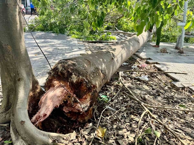 Gốc cây có dấu hiệu mục ruỗng. Ảnh: Lao động