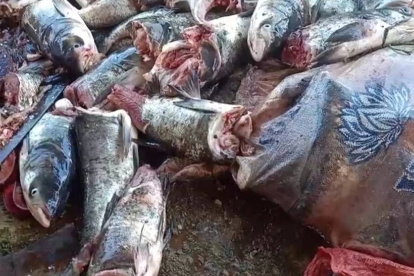 Lượng lớn cá bị tuabin thủy điện chặt chết. Ảnh: Dân trí