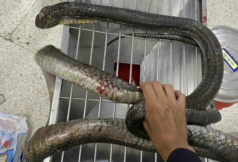 Rắn hổ mang dài 4m được đưa đến bệnh viện.