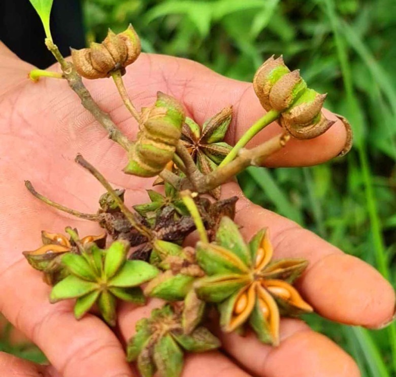 Loài hoa dại tỏa mùi thơm đặc biệt, đem phơi khô giá 250.000/kg, công dụng đỉnh cao ai cũng muốn sở hữu - 3