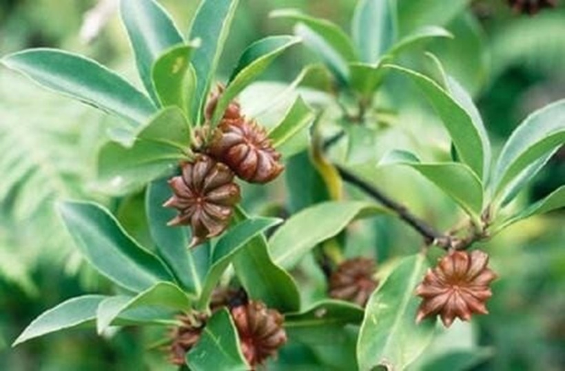 Loài hoa dại tỏa mùi thơm đặc biệt, đem phơi khô giá 250.000/kg, công dụng đỉnh cao ai cũng muốn sở hữu - 2