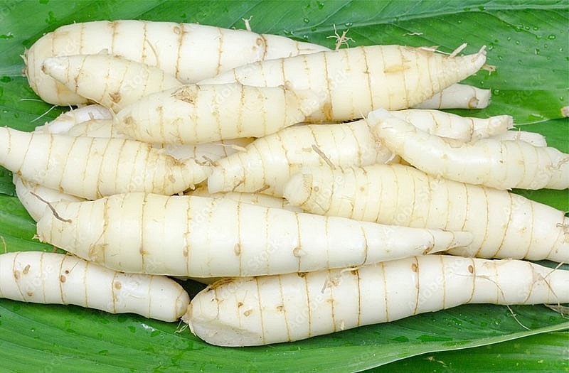 Dong riềng đặc biệt ưa chuộng khí hậu mát mẻ, đất ẩm và giàu mùn.