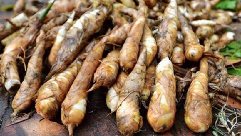 Củ dong là phần rễ phình to của cây dong riềng.