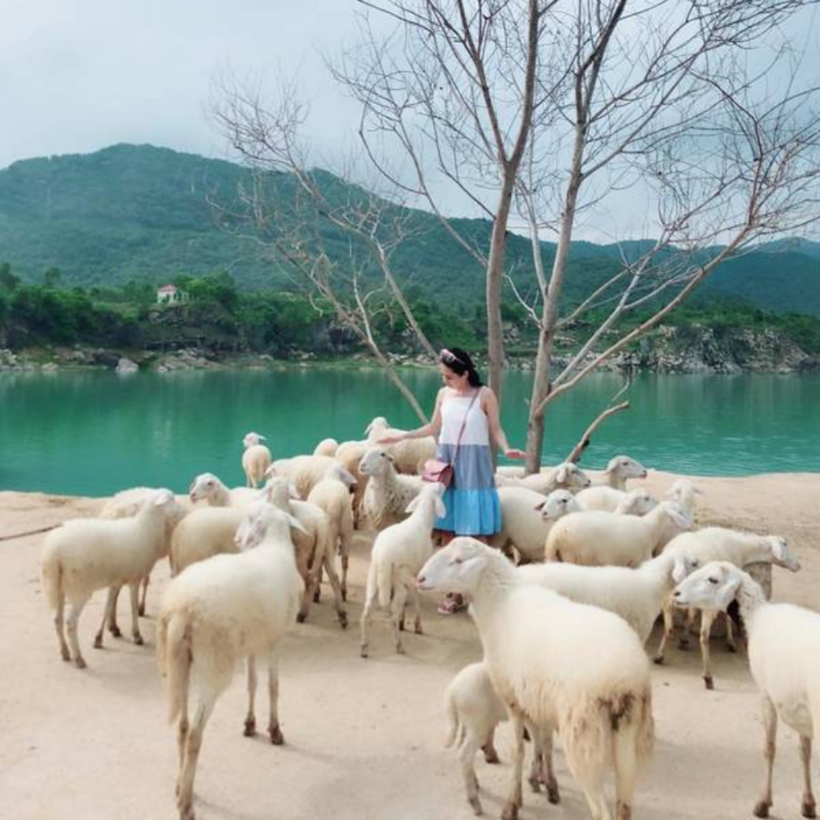 Giữa không gian núi non trùng điệp bỗng xuất hiện những chú cừu trắng, múp míp, đáng yêu đang tìm cỏ.