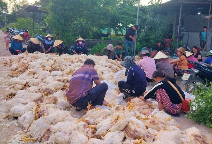 Hơn 100 hội viên Hội Nông dân xã đã được huy động để giúp chủ trang trại. Ảnh: Báo Dân Việt.