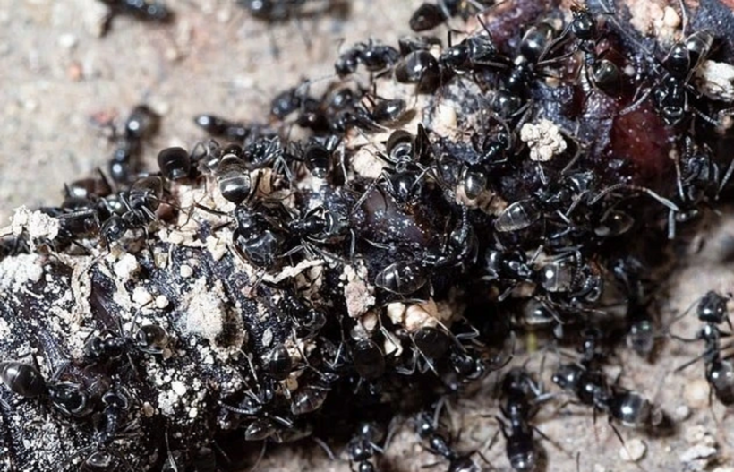 Loài kiến Tapinoma magnum. Ảnh: Daily Mail/Getty