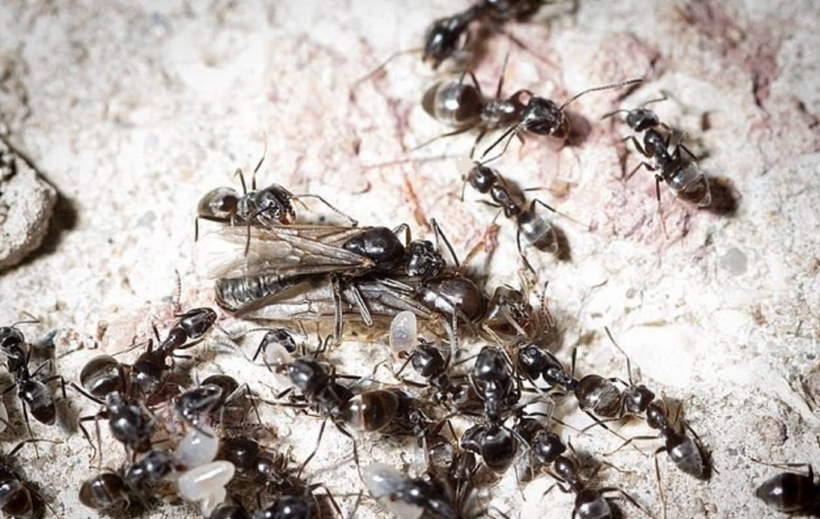 Một “siêu đàn” có thể lên tới 20 triệu cá thể Tapinoma magnum. Ảnh: Daily Mail