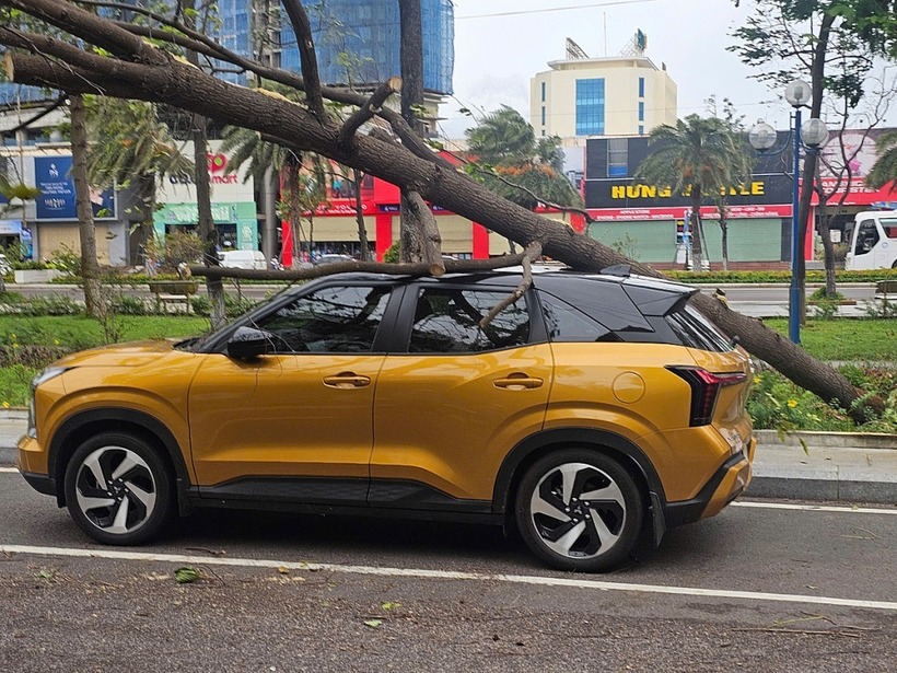 Hiện trường cây xanh bị bật gốc đè trúng người phụ nữ ở Quy Nhơn. (Ảnh: VNE)