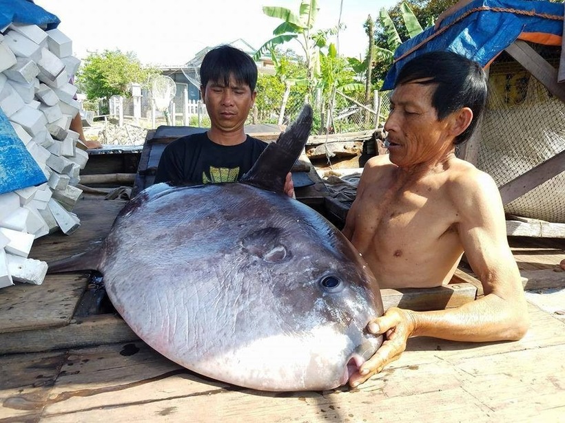 Ngư dân Việt Nam bắt được cá mặt trăng. Ảnh: Dân Trí.