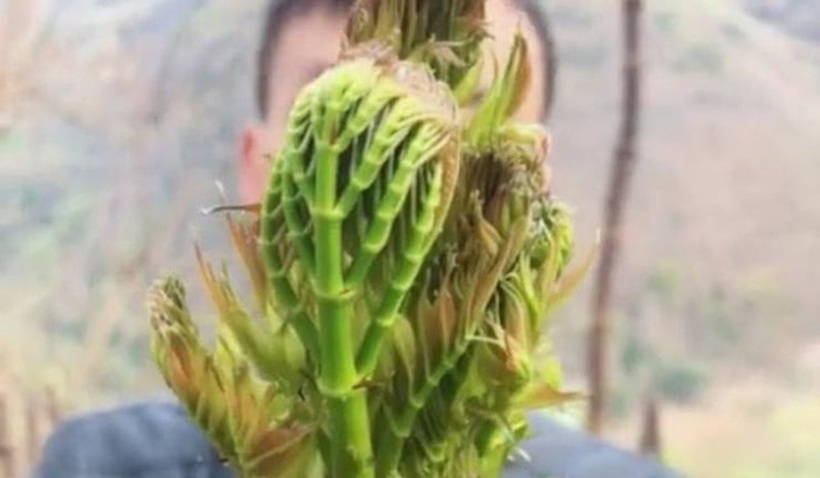 Tại Việt Nam, rau mầm gai có giá dao động từ 350.000 – 400.000 đồng/kg
