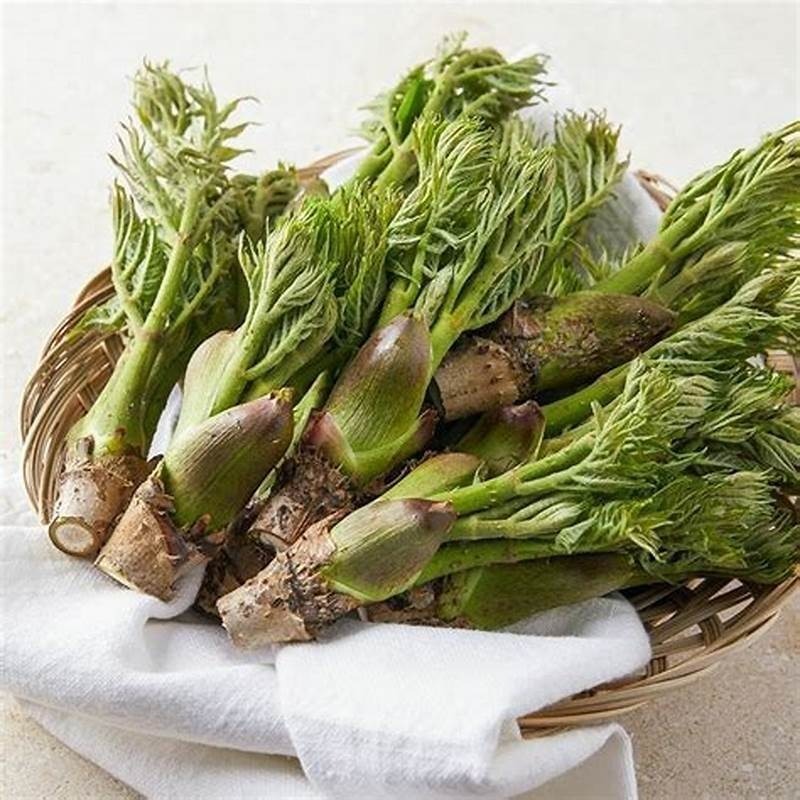 Rau mầm gai không chỉ có vị ngon, tươi mát mà còn rất giàu dinh dưỡng