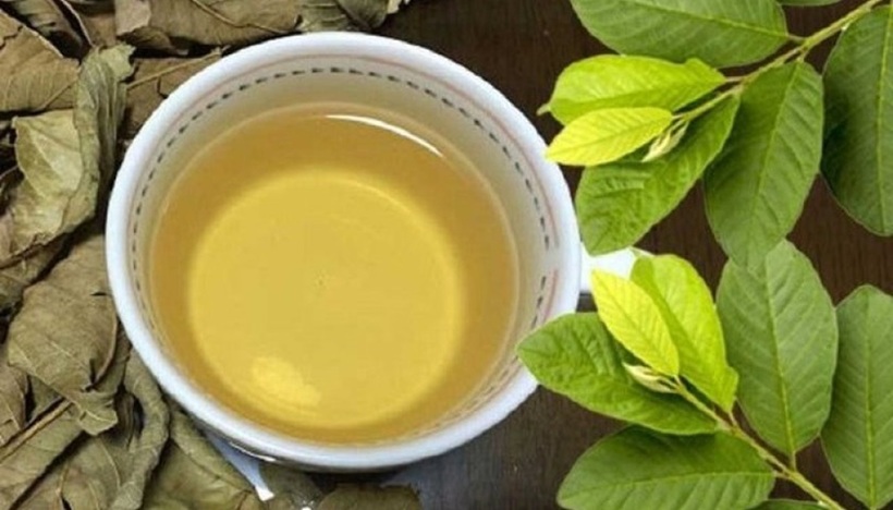 Theo y học hiện đại trong lá ổi khô rất giàu chất dinh dưỡng nên sau khi sử dụng có tác dụng thanh nhiệt, bổ máu, tốt cho dạ dày.